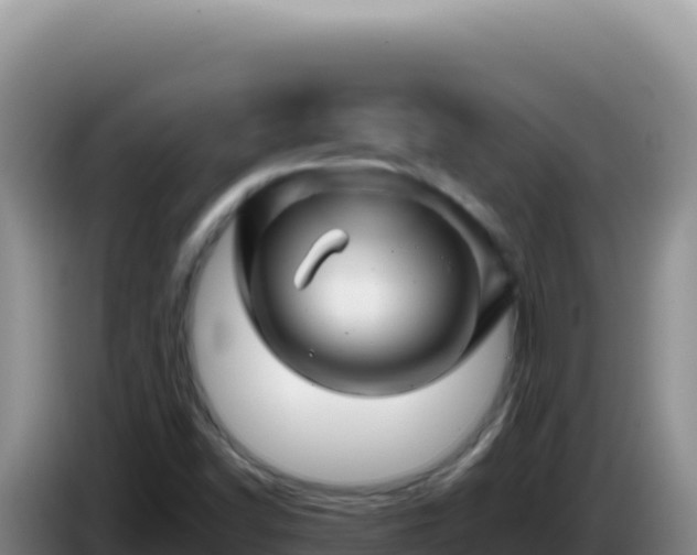 X0000086261502200704051251