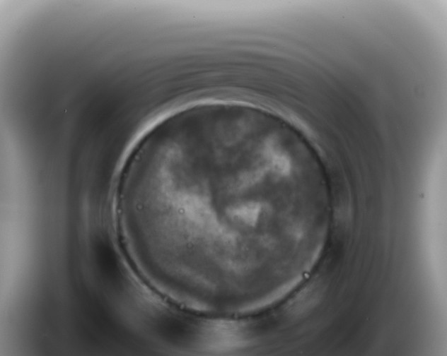 X0000086261514200704051251