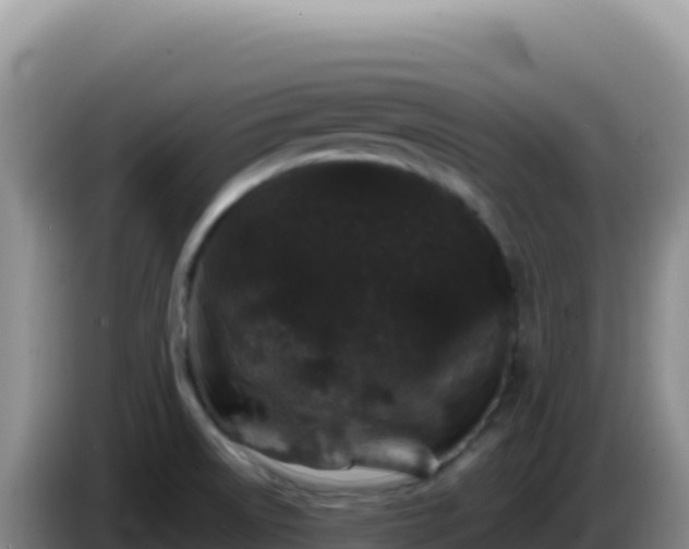 X0000086261522200704051251