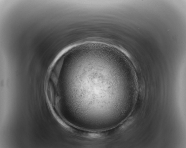 X0000086261523200704051251