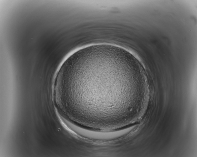 X0000086261535200704051251