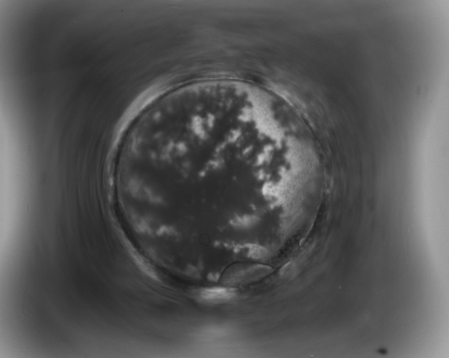 X0000086260053200704122017