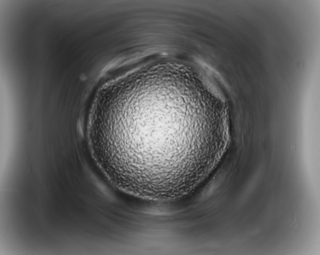 X0000086260062200704122017