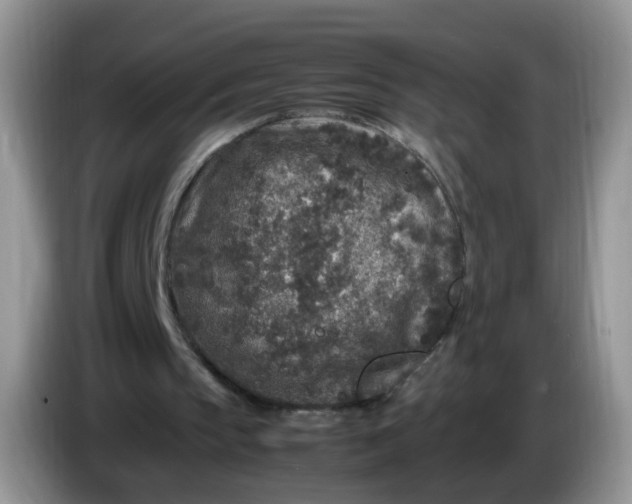 X0000086260145200704122016