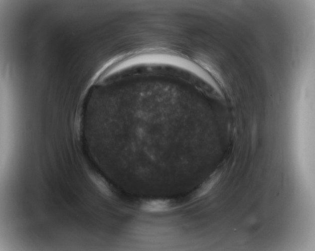 X0000086260156200704122016