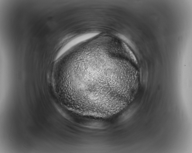 X0000086260157200704122016