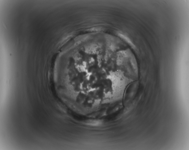 X0000086260161200704122016