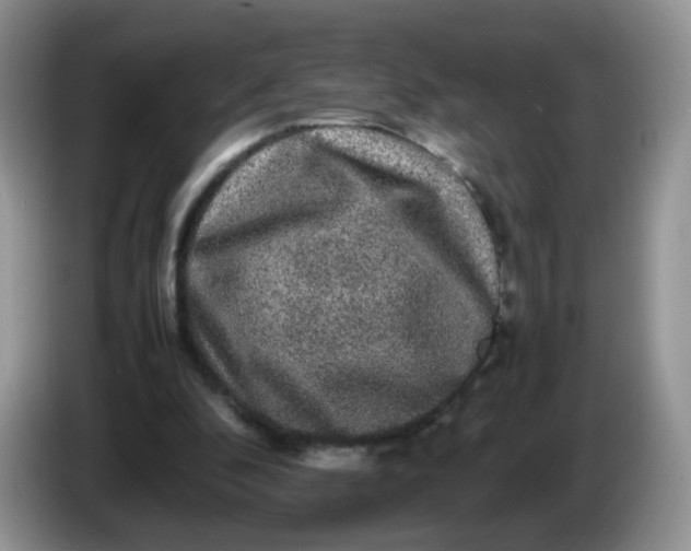 X0000086260296200704122015