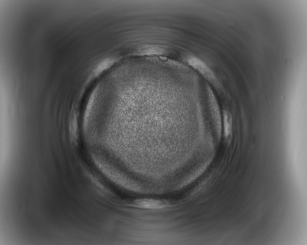 X0000086260300200704122015