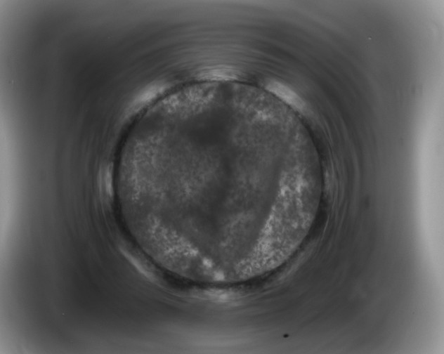 X0000086260302200704122015