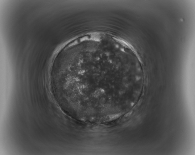 X0000086260337200704122014