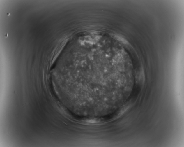 X0000086260365200704122014