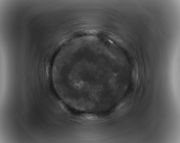 X0000086260424200704122013