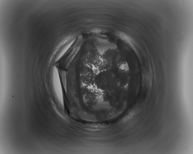 X0000086260443200704122013
