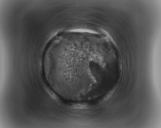 X0000086260447200704122013