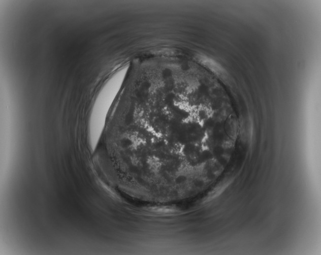 X0000086260449200704122013