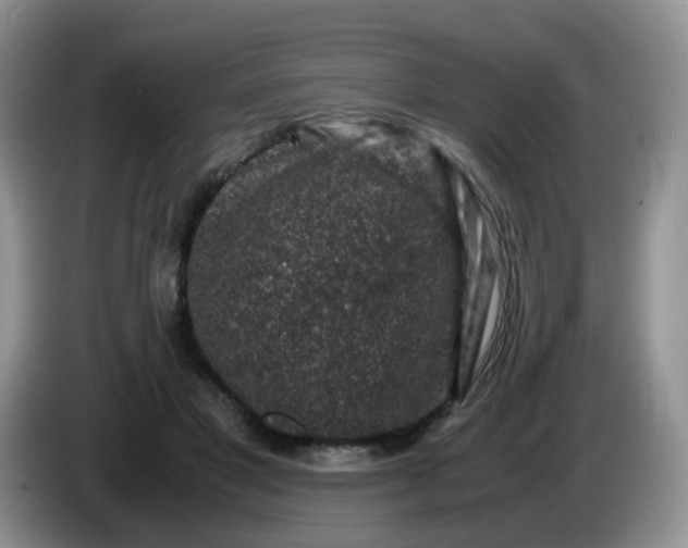 X0000086260501200704122013