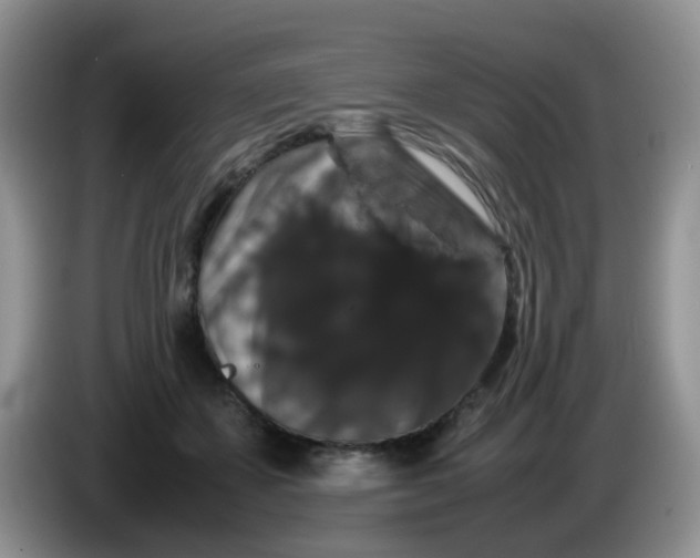 X0000086260507200704122012