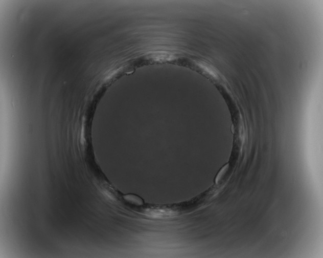 X0000086260512200704122012