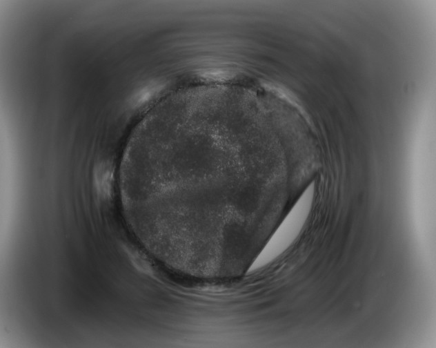 X0000086260596200704122011