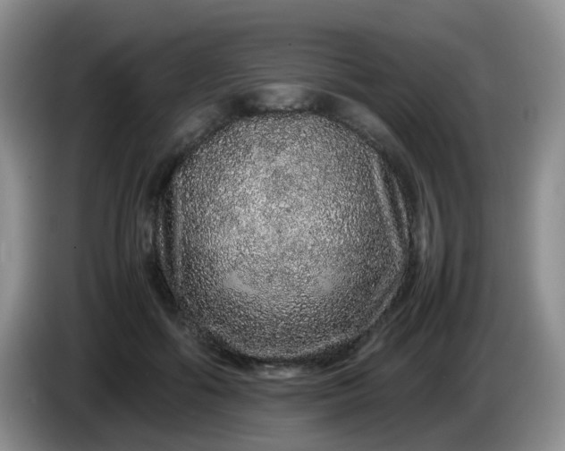X0000086260602200704122011