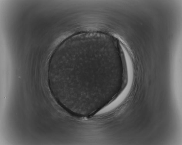 X0000086260673200704122011