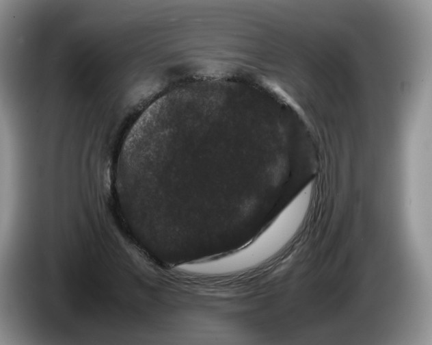 X0000086260685200704122010