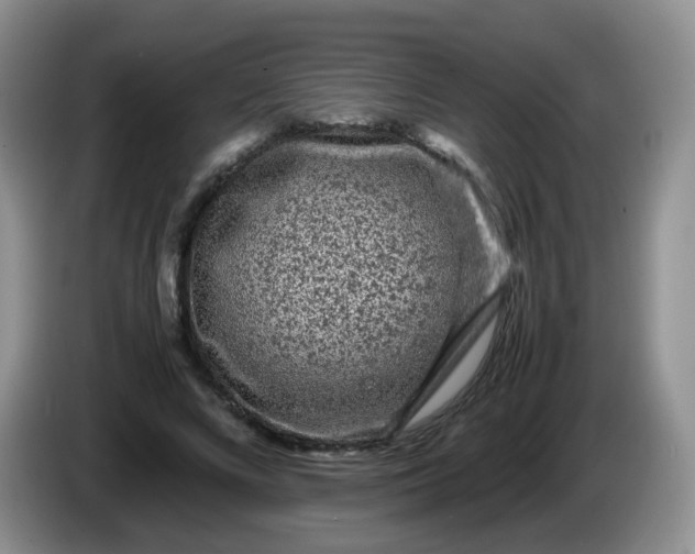 X0000086260688200704122010