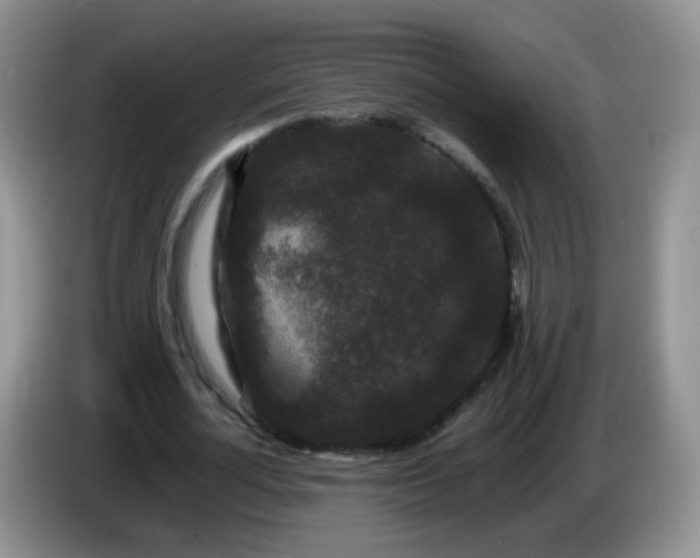 X0000086260724200704122009