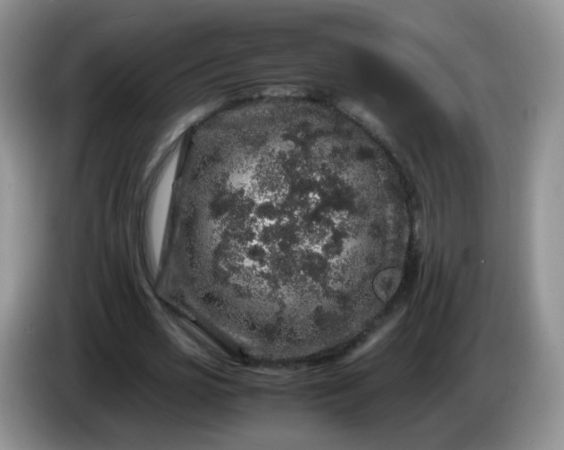 X0000086260725200704122009