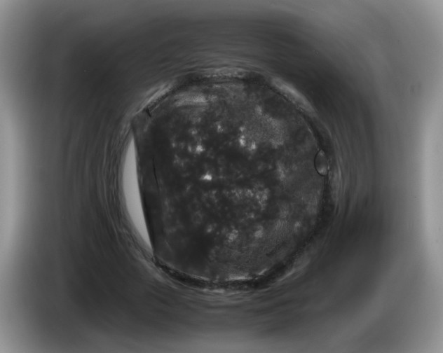 X0000086260729200704122010