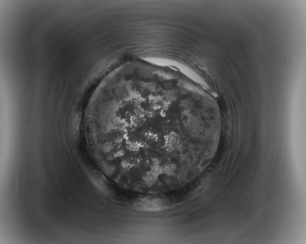 X0000086260742200704122010