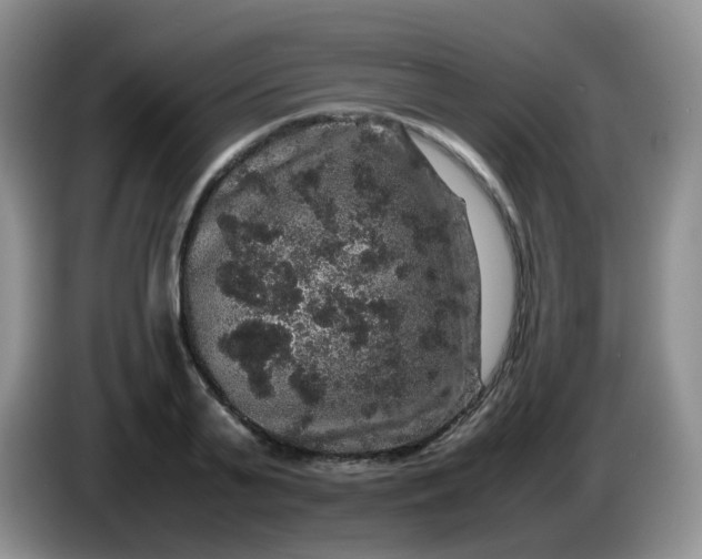 X0000086260791200704122009