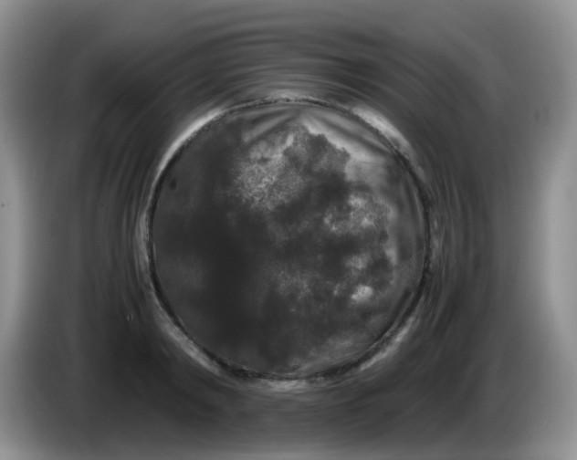 X0000086260798200704122009