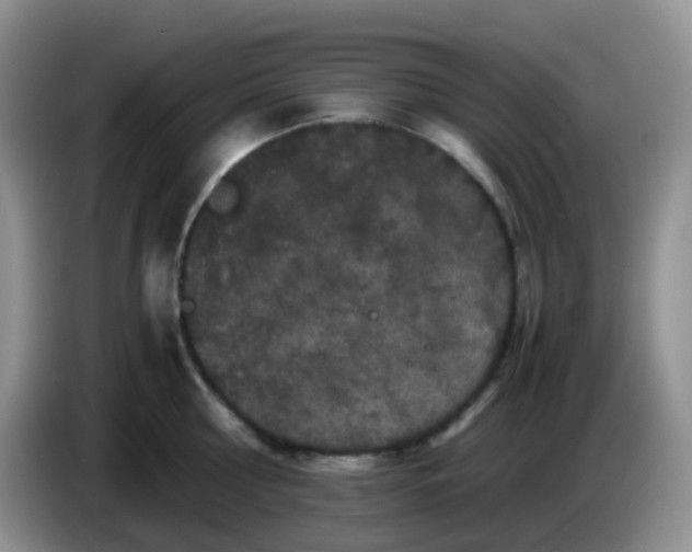 X0000086260810200704122009