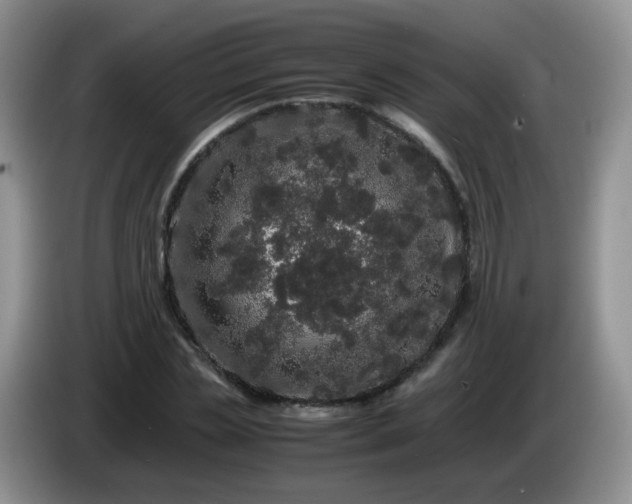 X0000086260829200704122008