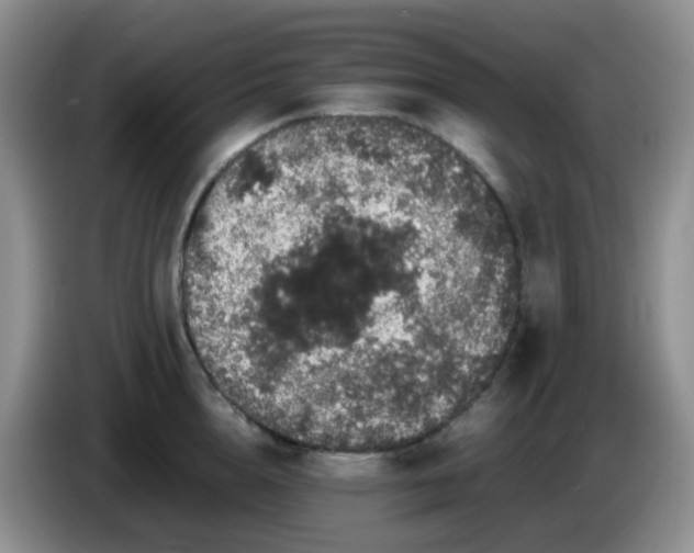 X0000086260856200704122009