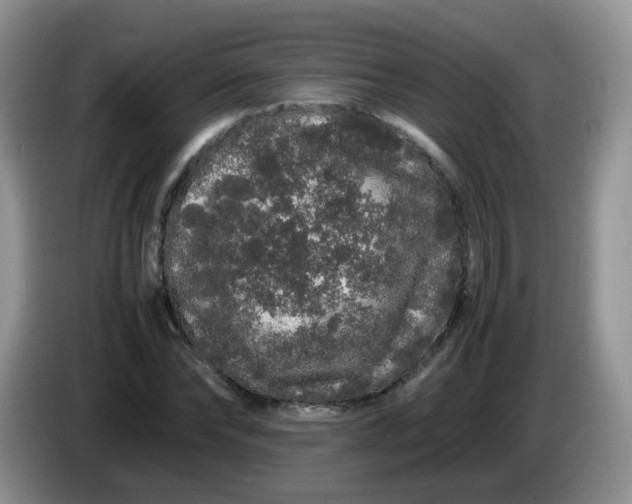 X0000086260878200704122008