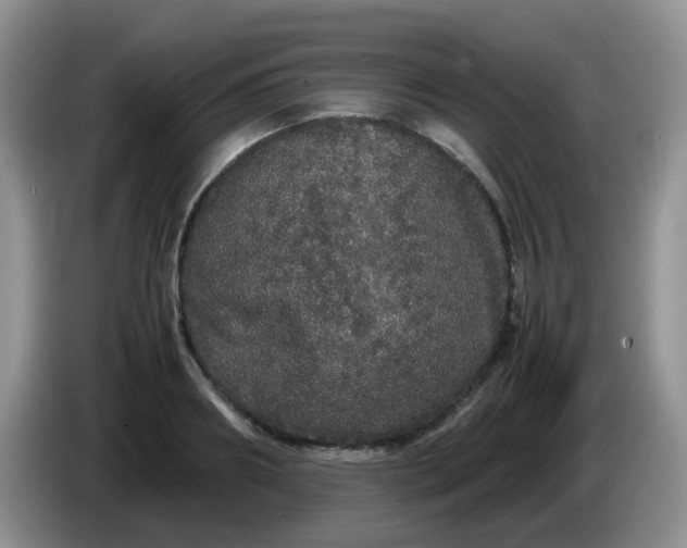 X0000086260890200704122008