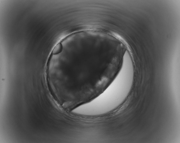 X0000086260899200704122008