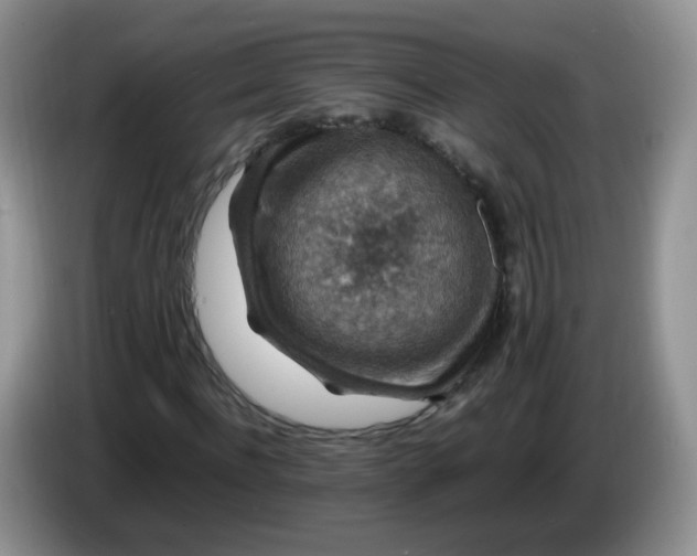 X0000086260916200704122007