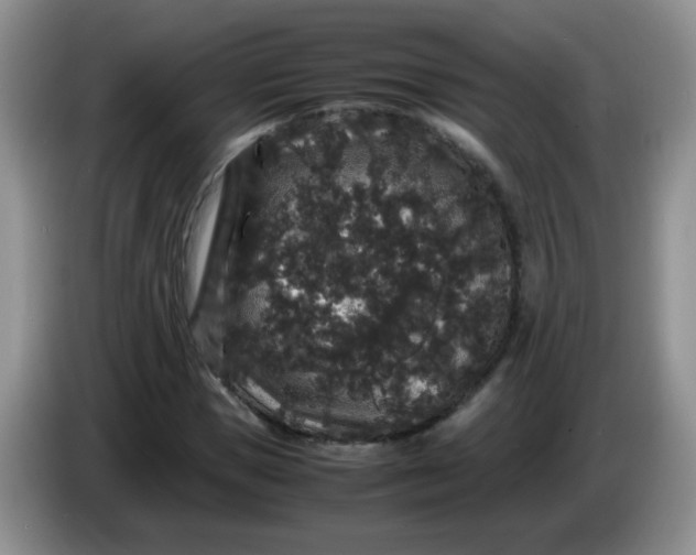 X0000086260921200704122007