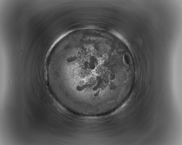 X0000086260925200704122007