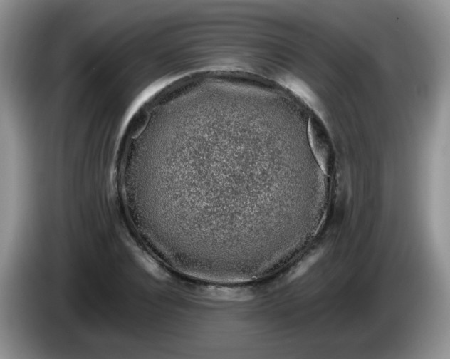 X0000086260928200704122007