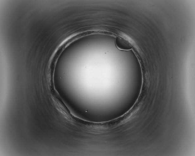 X0000086260931200704122007