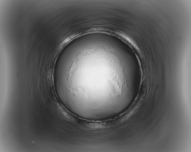 X0000086260937200704122007