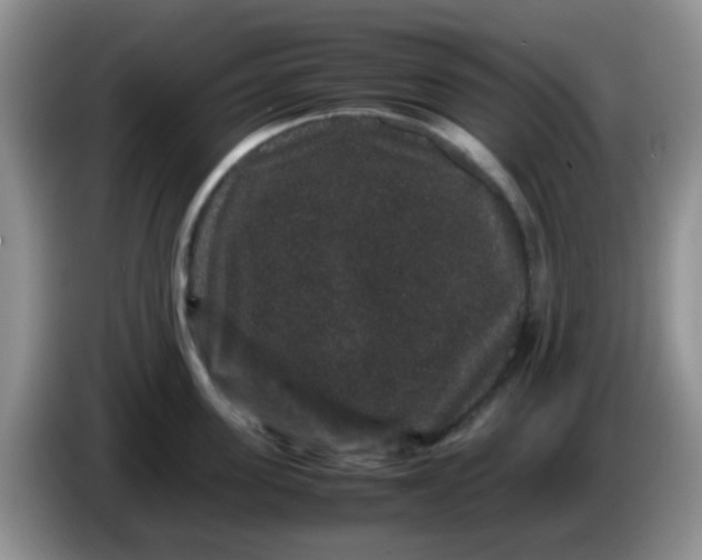 X0000086260955200704122008