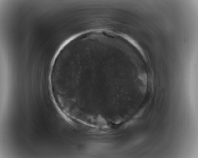 X0000086260959200704122008