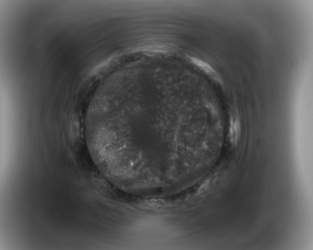 X0000086260966200704122007