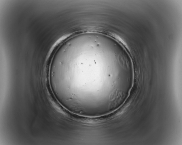 X0000086260987200704122007